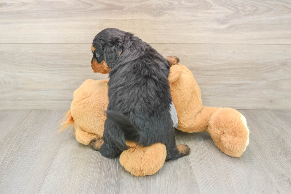 Mini Bernedoodle Pup Being Cute