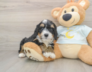 7 week old Mini Bernedoodle Puppy For Sale - Simply Southern Pups