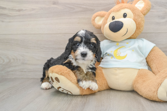 Sweet Mini Bernedoodle Baby
