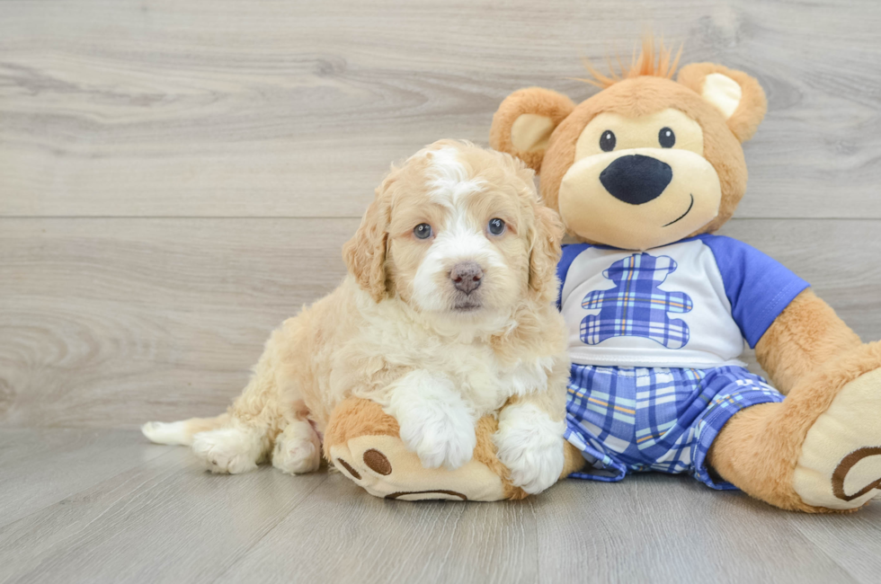 5 week old Mini Bernedoodle Puppy For Sale - Simply Southern Pups