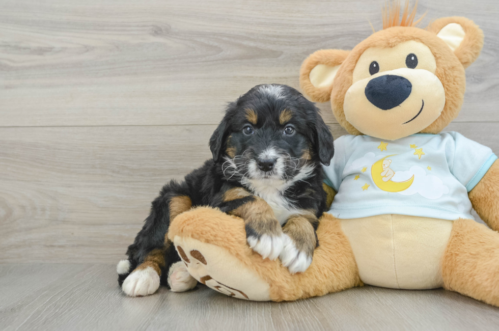 6 week old Mini Bernedoodle Puppy For Sale - Simply Southern Pups