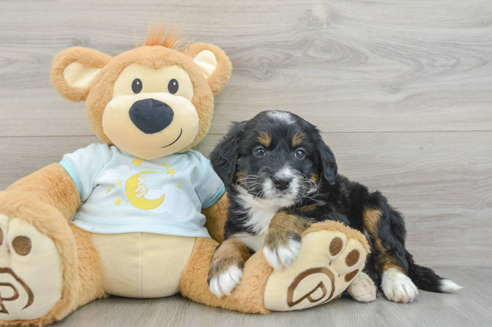 Little Mini Bernese Poodle Poodle Mix Puppy