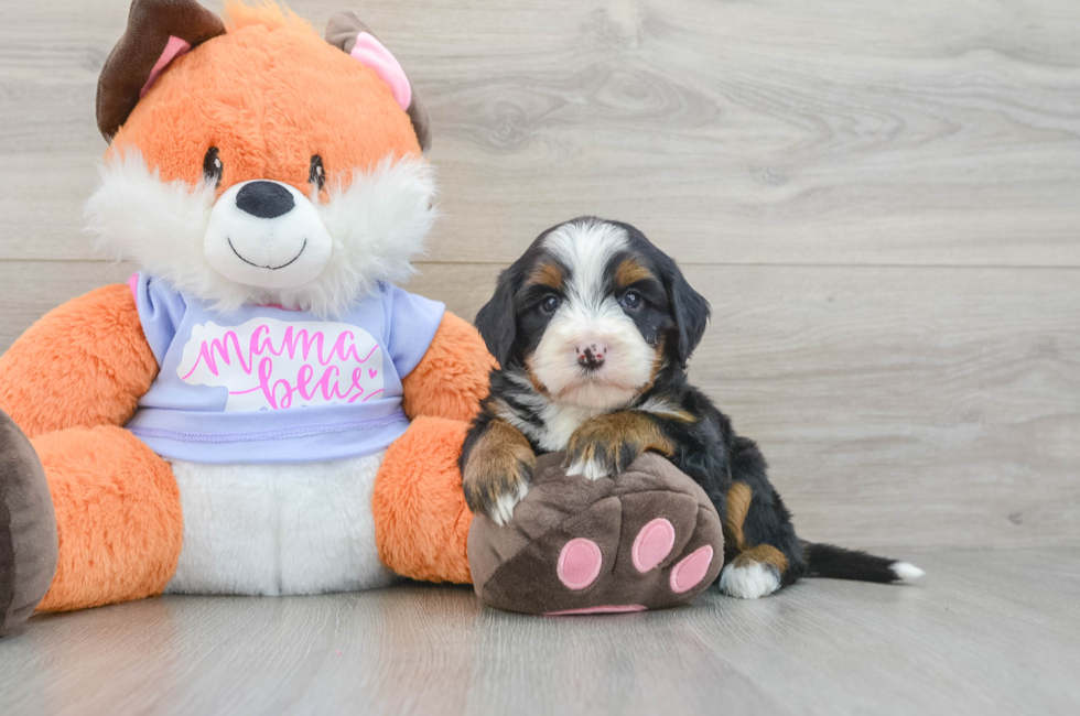 7 week old Mini Bernedoodle Puppy For Sale - Simply Southern Pups