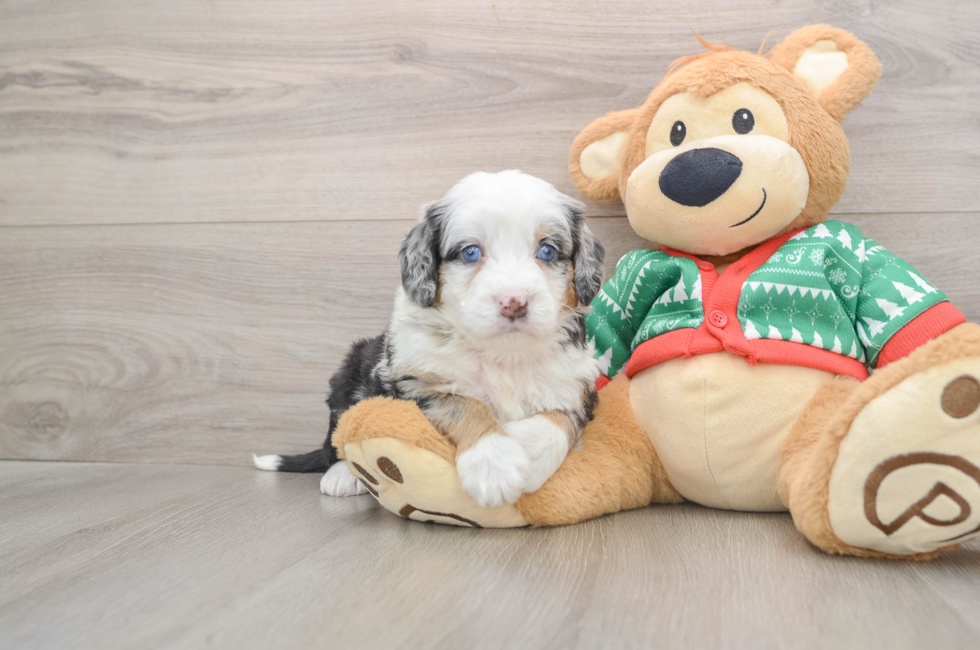 5 week old Mini Bernedoodle Puppy For Sale - Simply Southern Pups