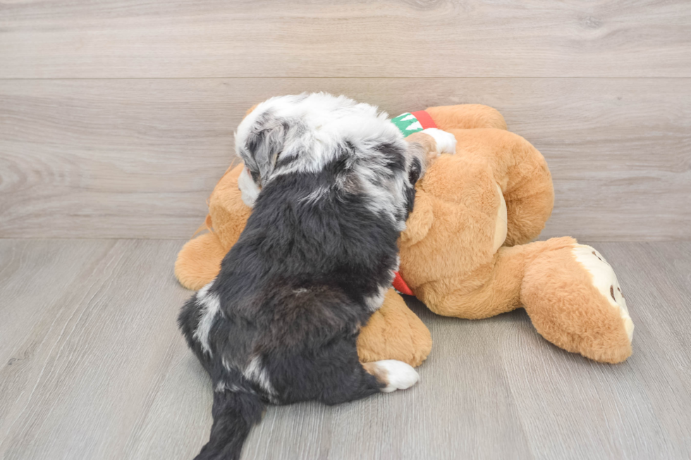 Happy Mini Bernedoodle Baby
