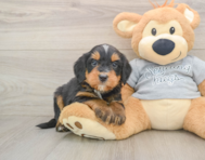 8 week old Mini Bernedoodle Puppy For Sale - Simply Southern Pups
