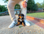 8 week old Mini Bernedoodle Puppy For Sale - Simply Southern Pups