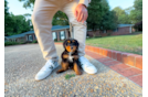 Mini Bernedoodle Pup Being Cute