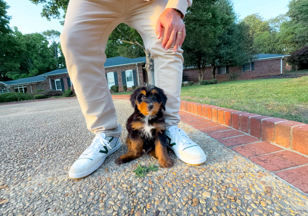Mini Bernedoodle Pup Being Cute