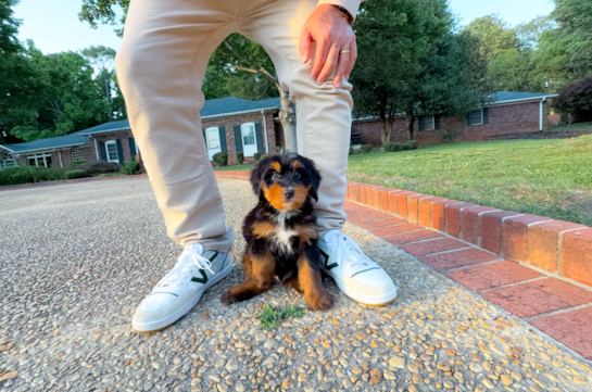 Mini Bernedoodle Pup Being Cute