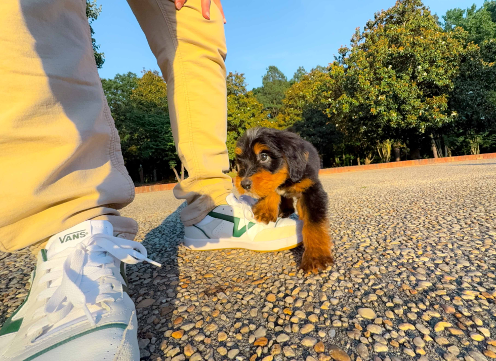 Cute Mini Berniedoodle Poodle Mix Puppy