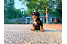 Mini Bernedoodle Pup Being Cute
