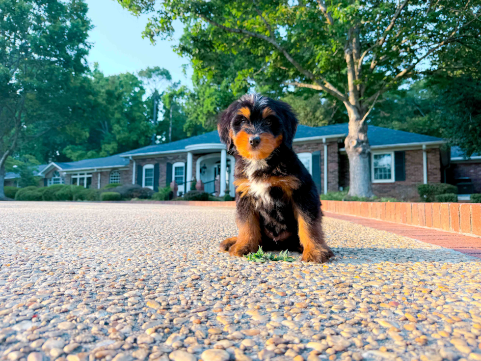 Mini Bernedoodle Pup Being Cute