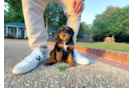 Cute Mini Bernedoodle Poodle Mix Pup
