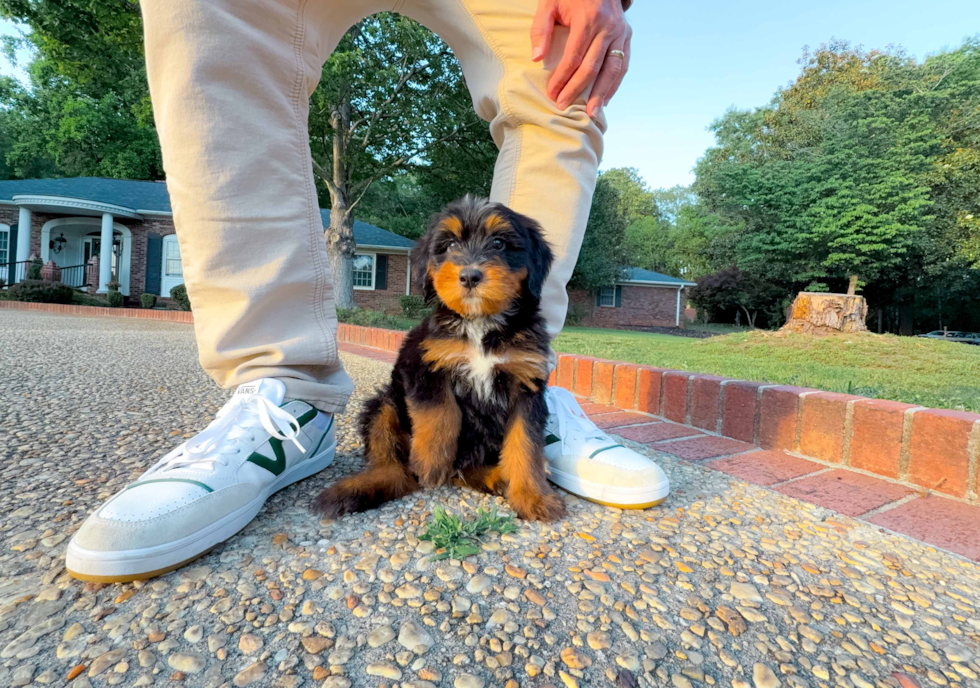 Cute Mini Bernedoodle Poodle Mix Pup