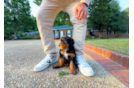 Cute Mini Bernedoodle Poodle Mix Pup