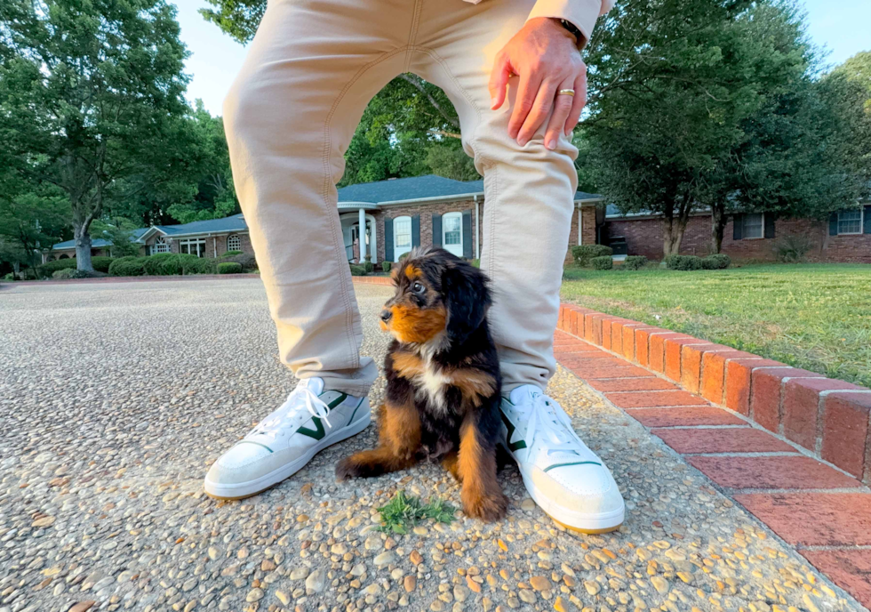 Cute Mini Bernedoodle Poodle Mix Pup