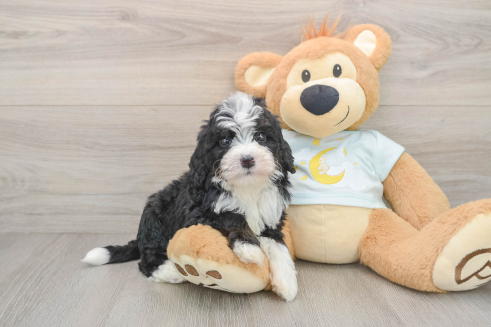 Hypoallergenic Mini Bernesedoodle Poodle Mix Puppy