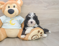 7 week old Mini Bernedoodle Puppy For Sale - Simply Southern Pups