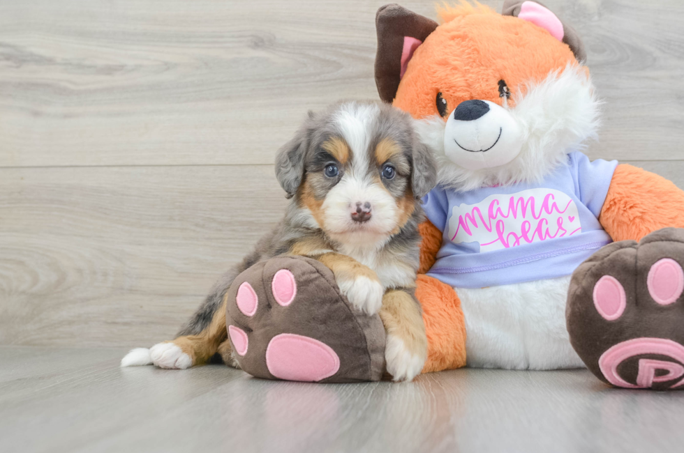 7 week old Mini Bernedoodle Puppy For Sale - Simply Southern Pups