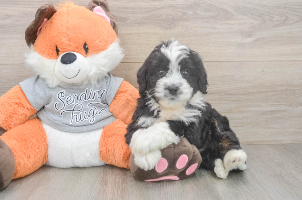 6 week old Mini Bernedoodle Puppy For Sale - Simply Southern Pups
