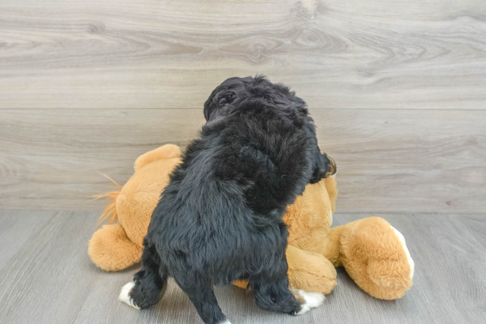 Mini Bernedoodle Puppy for Adoption