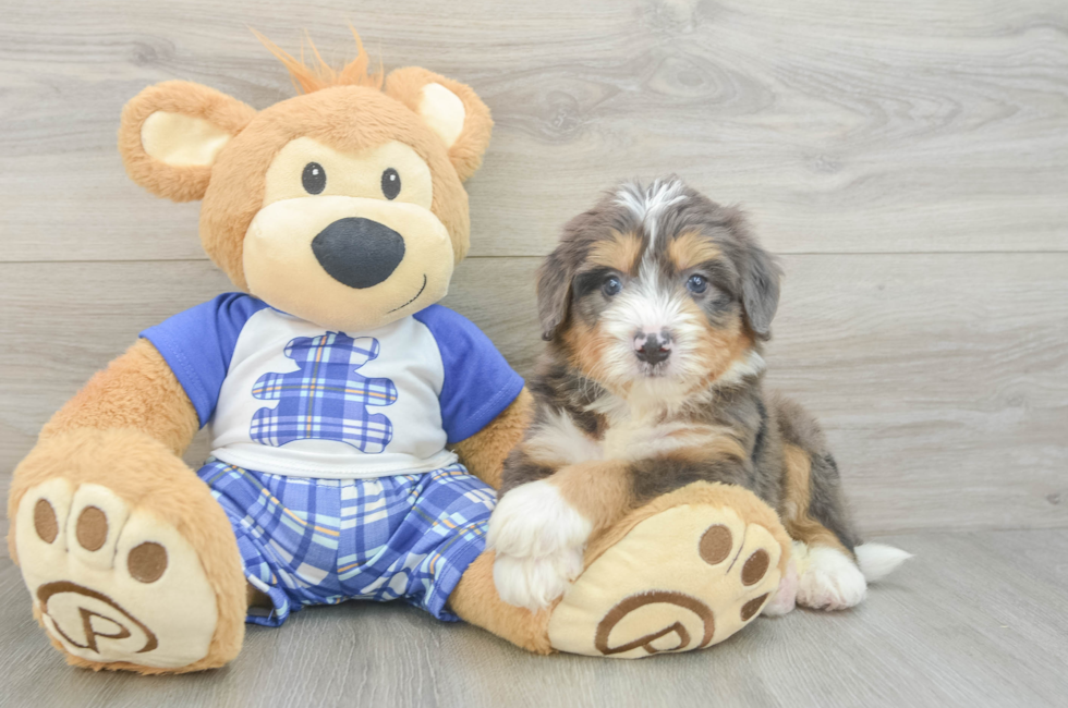 6 week old Mini Bernedoodle Puppy For Sale - Simply Southern Pups