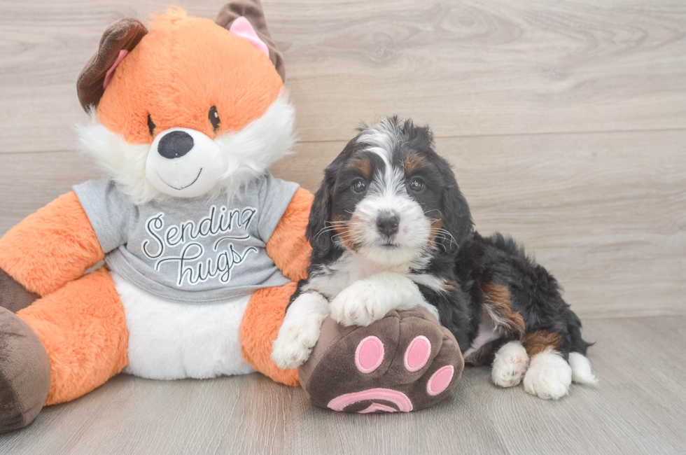 6 week old Mini Bernedoodle Puppy For Sale - Simply Southern Pups