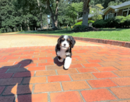 8 week old Mini Bernedoodle Puppy For Sale - Simply Southern Pups