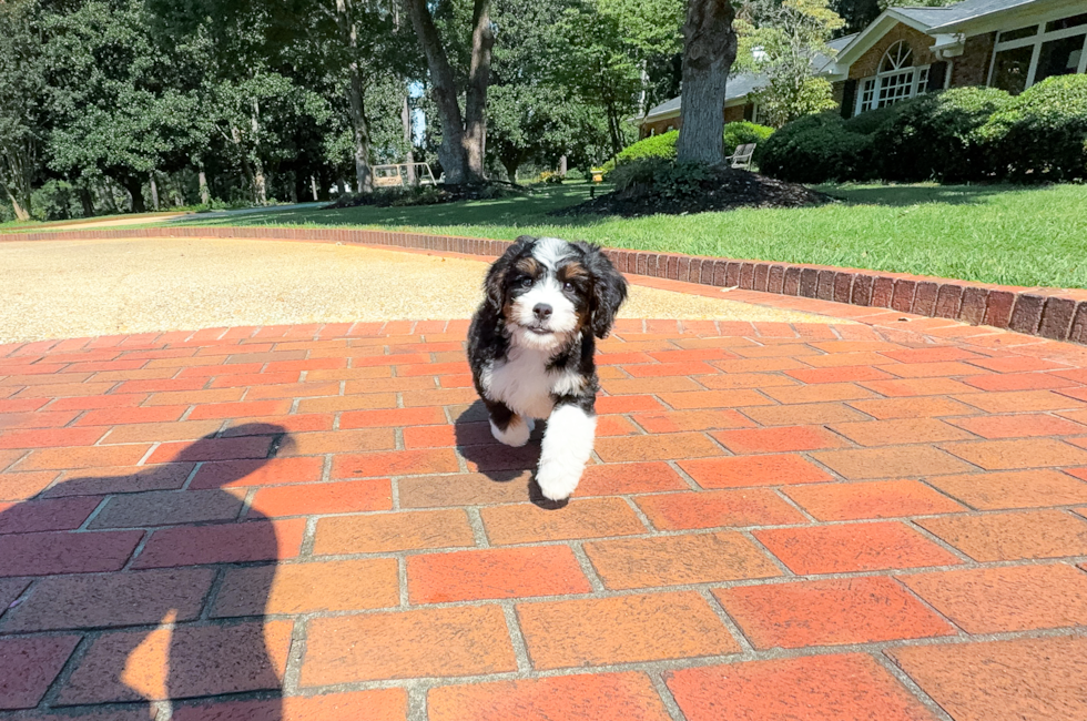 8 week old Mini Bernedoodle Puppy For Sale - Simply Southern Pups