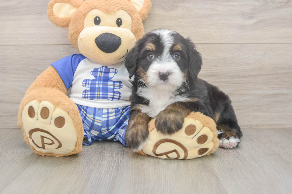6 week old Mini Bernedoodle Puppy For Sale - Simply Southern Pups