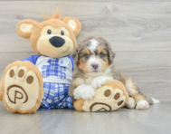 7 week old Mini Bernedoodle Puppy For Sale - Simply Southern Pups