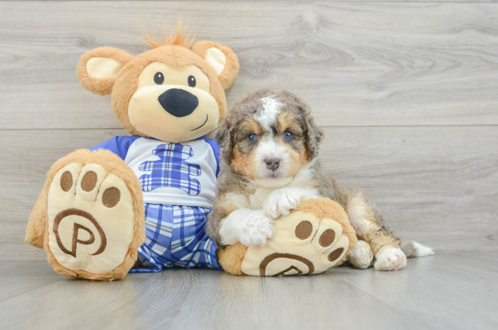 5 week old Mini Bernedoodle Puppy For Sale - Simply Southern Pups