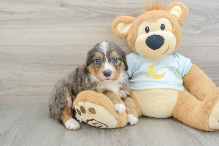 Mini Bernedoodle Pup Being Cute