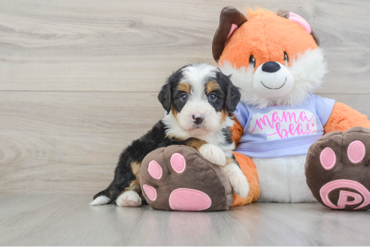 Sweet Mini Bernedoodle Baby