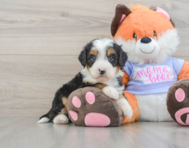 8 week old Mini Bernedoodle Puppy For Sale - Simply Southern Pups