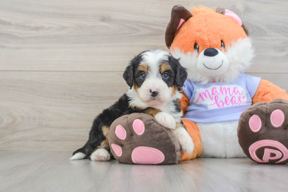 Sweet Mini Bernedoodle Baby