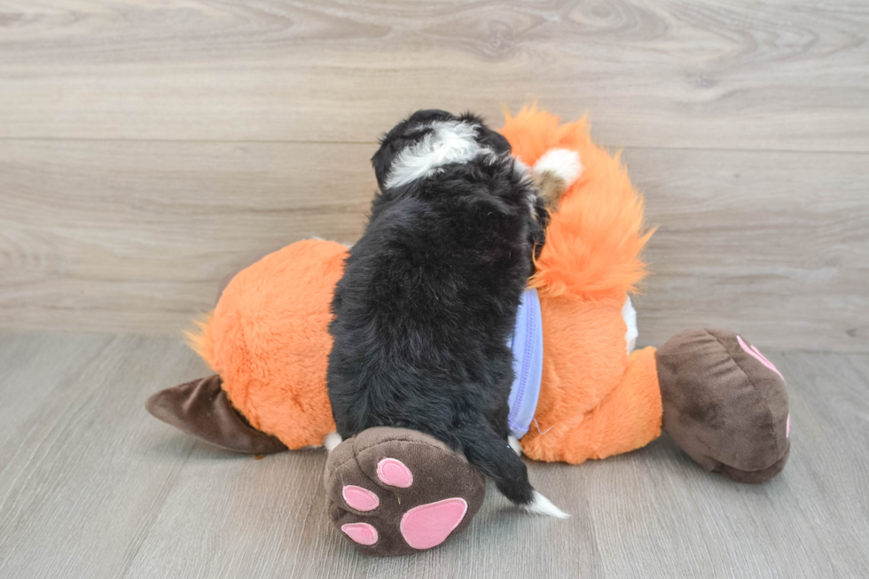 Hypoallergenic Mini Bernesedoodle Poodle Mix Puppy