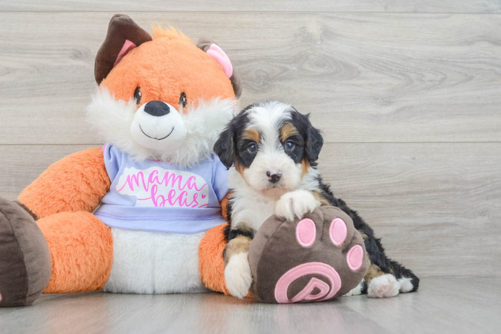 Friendly Mini Bernedoodle Baby