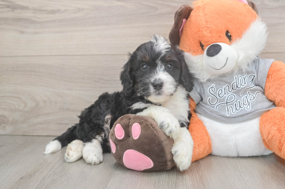 6 week old Mini Bernedoodle Puppy For Sale - Simply Southern Pups