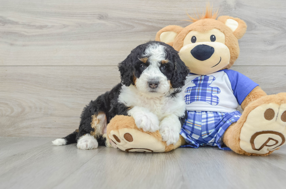 5 week old Mini Bernedoodle Puppy For Sale - Simply Southern Pups