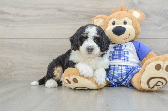 Fluffy Mini Bernedoodle Poodle Mix Pup