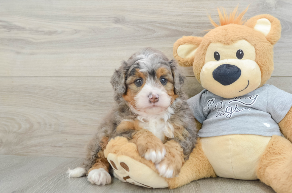 5 week old Mini Bernedoodle Puppy For Sale - Simply Southern Pups