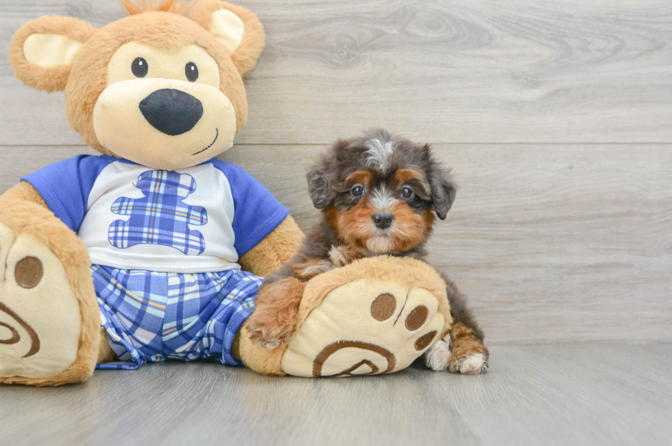 7 week old Mini Bernedoodle Puppy For Sale - Simply Southern Pups