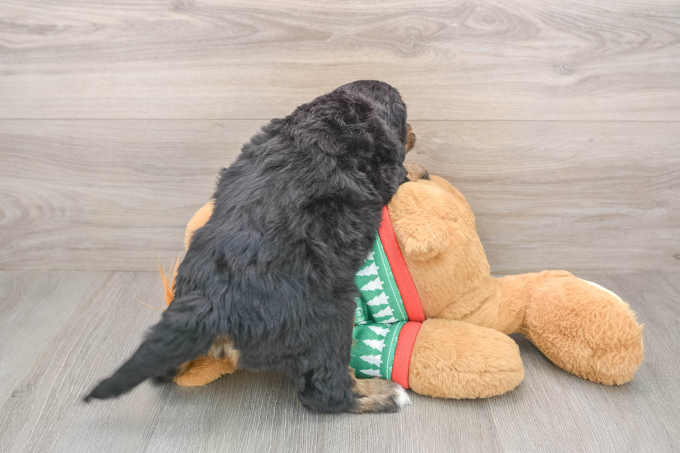 Mini Bernedoodle Puppy for Adoption