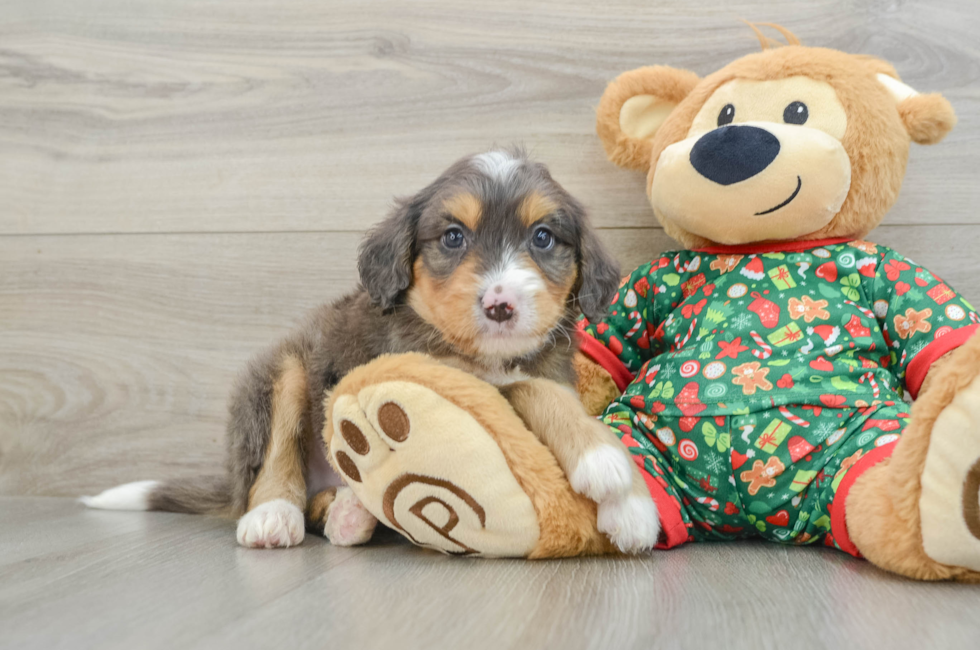 5 week old Mini Bernedoodle Puppy For Sale - Simply Southern Pups