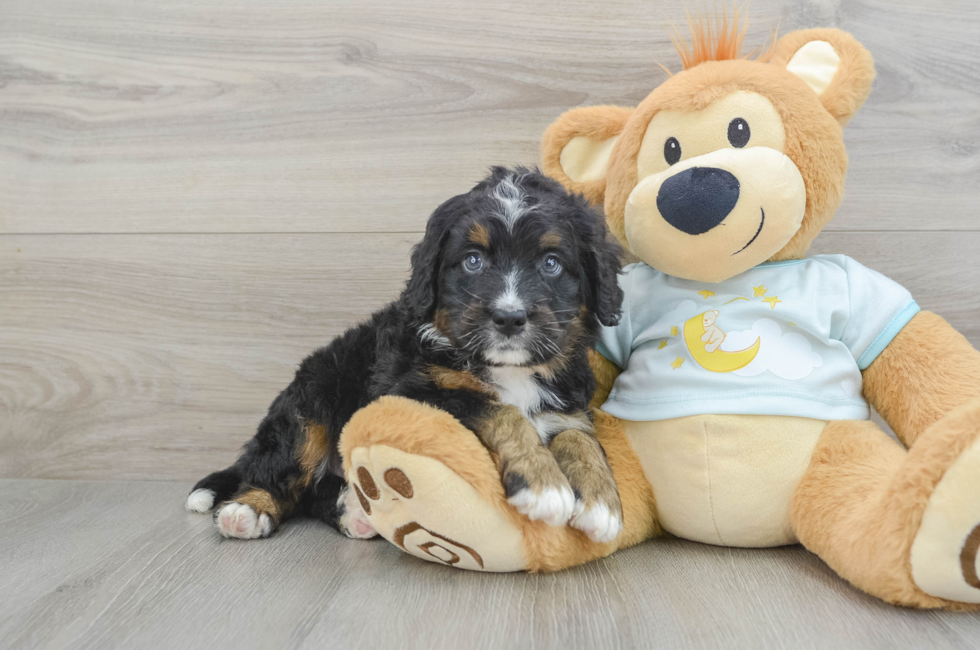 5 week old Mini Bernedoodle Puppy For Sale - Simply Southern Pups