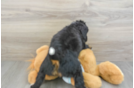 Playful Mini Bernesepoo Poodle Mix Puppy