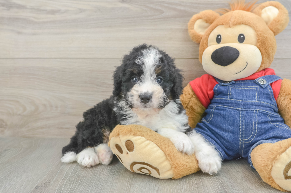 6 week old Mini Bernedoodle Puppy For Sale - Simply Southern Pups