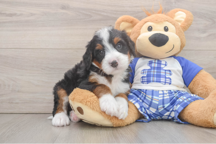 Best Mini Bernedoodle Baby
